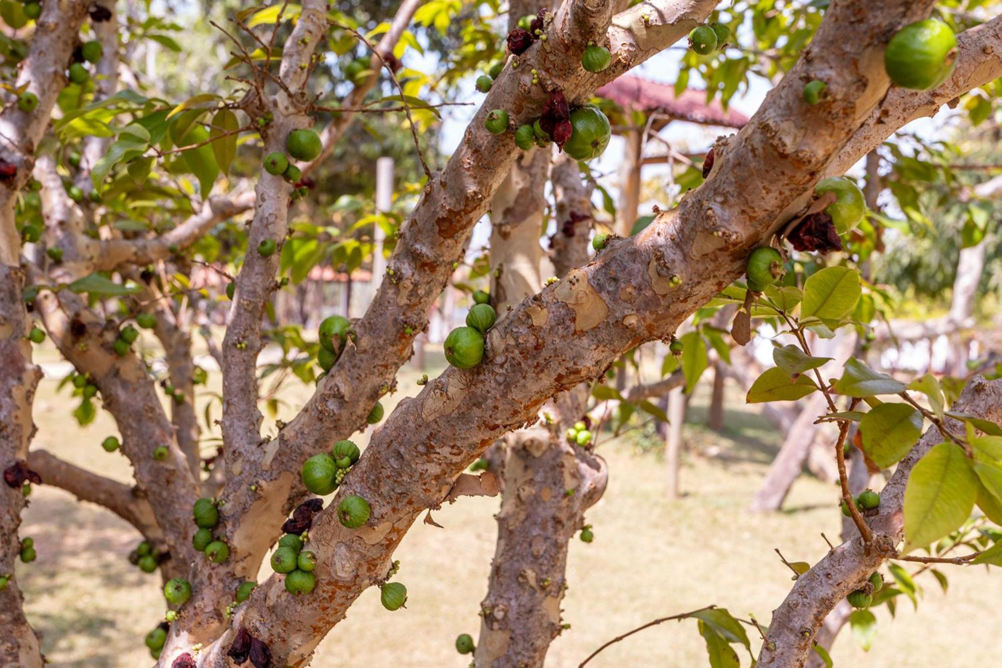 Pousada Vereda Da Serra Pirenópolis المظهر الخارجي الصورة